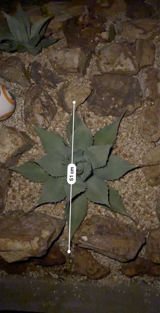 アガベ　アプラナータ　50センチ越え大株！　即戦力‼️ パリー系！