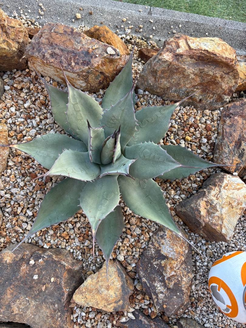 アガベ　アプラナータ　50センチ越え大株！　即戦力‼️ パリー系！