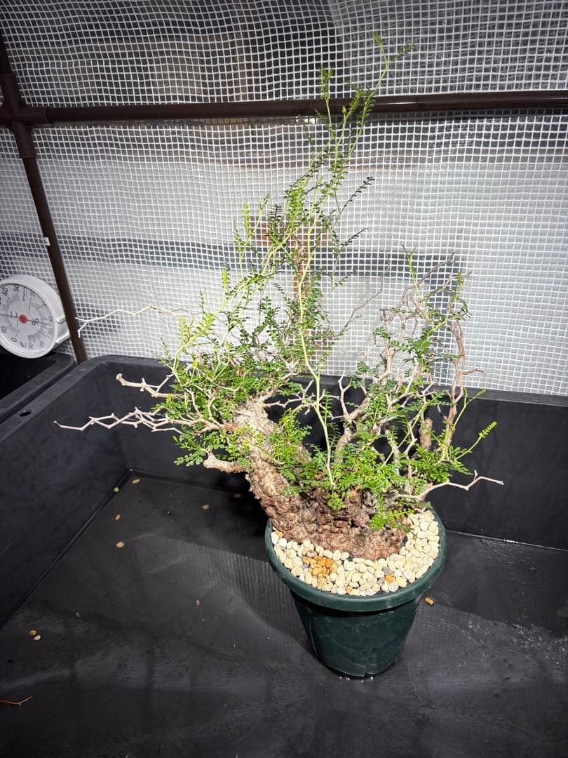 良形 中株 （パキプス）／発根済／双頭気味・塊根迫力◎／枝ぶり豊富