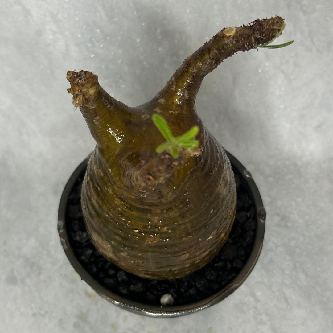 【1/13(火)限定価格】パキポディウム グラキリス 4.5号鉢入り(信楽焼)