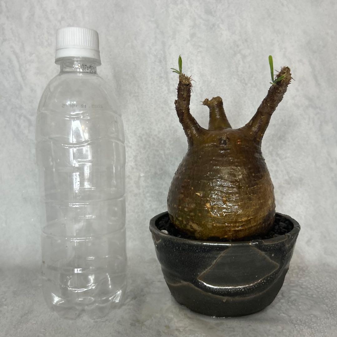 【1/13(火)限定価格】パキポディウム グラキリス 4.5号鉢入り(信楽焼)