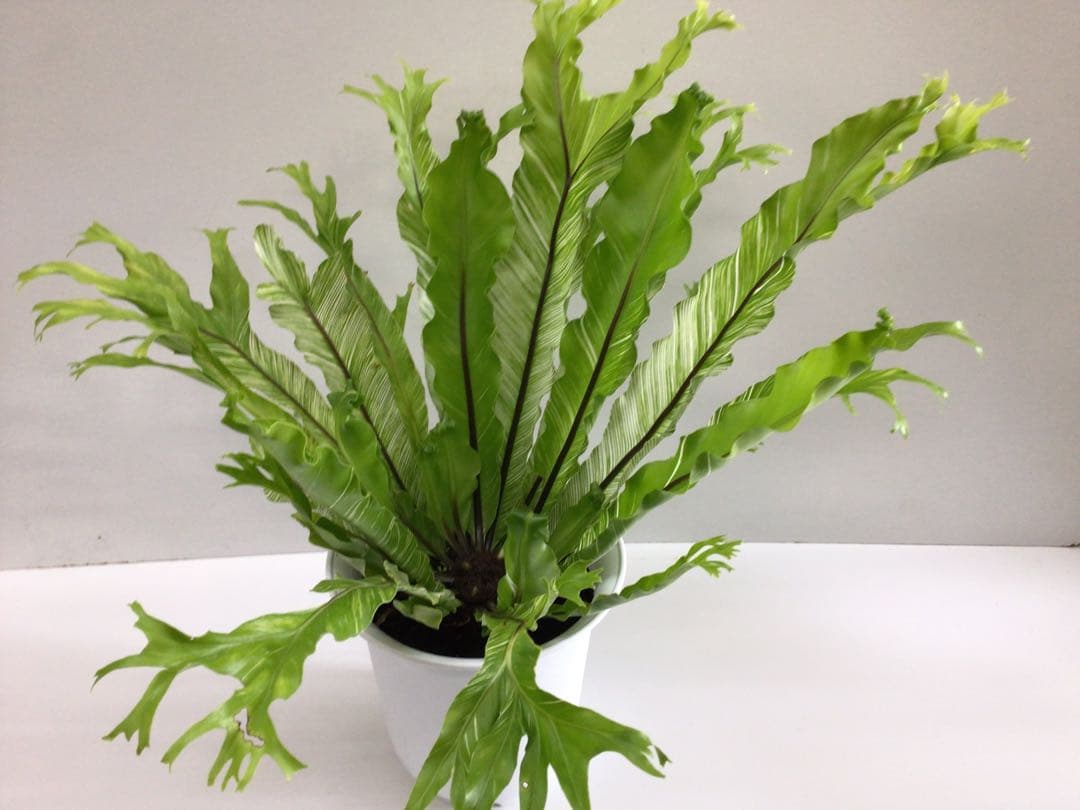 ⑤変葉木様お纏め専用商品‼︎ 斑入りアスプレニウム・ニダスバリエガータ6号鉢