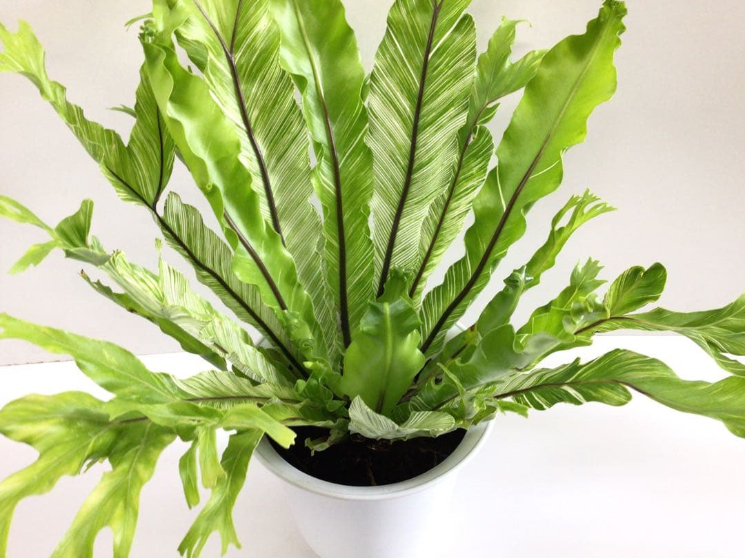 ⑤変葉木様お纏め専用商品‼︎ 斑入りアスプレニウム・ニダスバリエガータ6号鉢