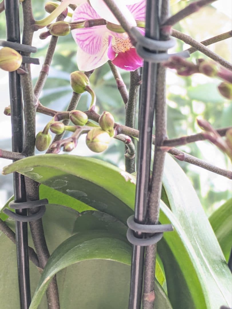 160輪　椎名洋蘭　小輪系胡蝶蘭　シャオユウ