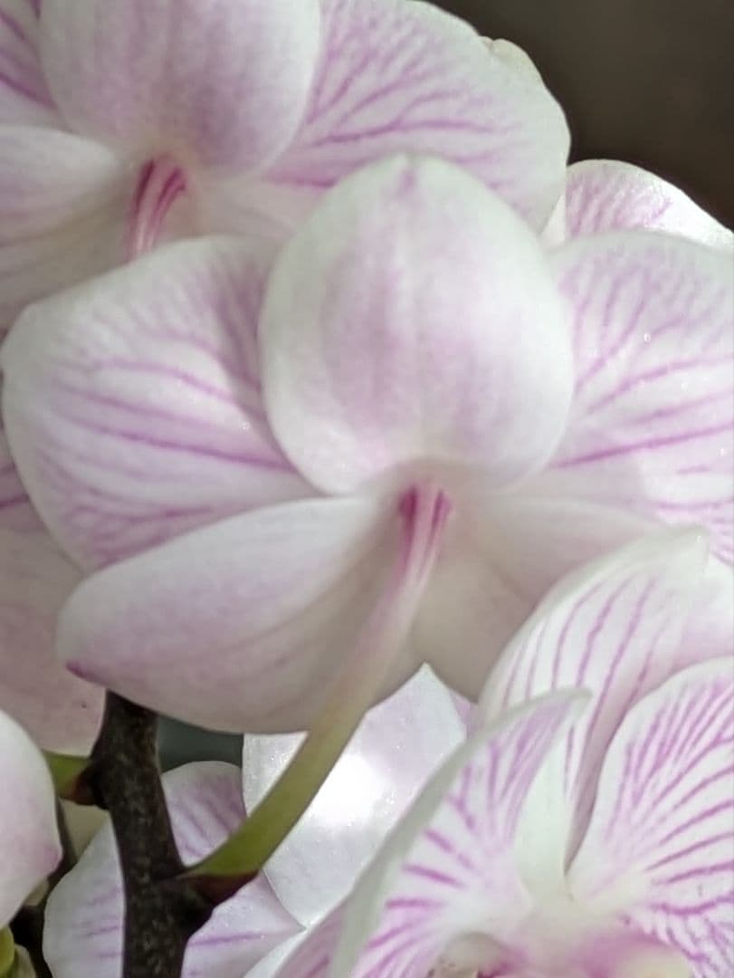 160輪　椎名洋蘭　小輪系胡蝶蘭　シャオユウ