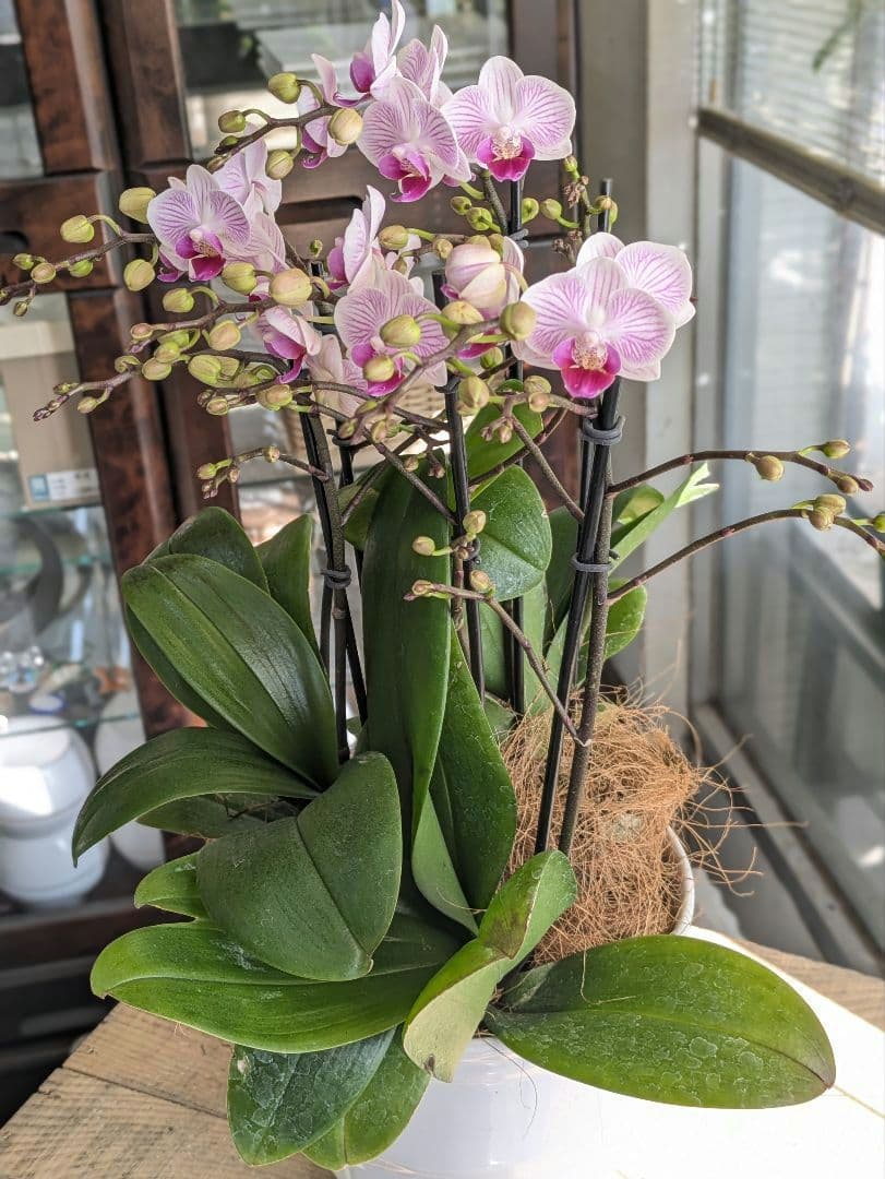 160輪　椎名洋蘭　小輪系胡蝶蘭　シャオユウ