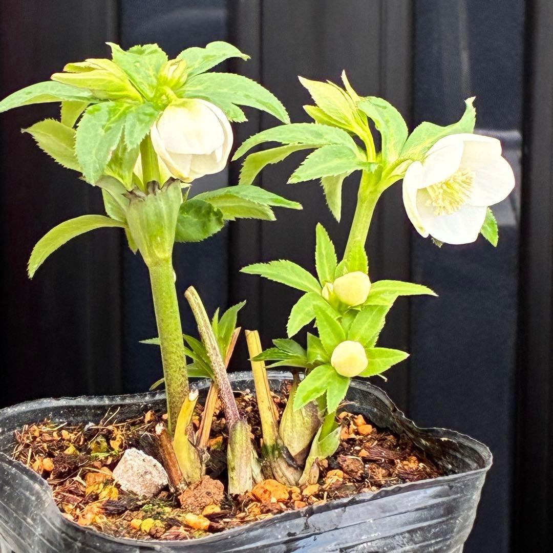 も*子様 3419 ☘️ラスト2☘️花、タグ付☘️⭐️ベビードール⭐️超小輪⭐️