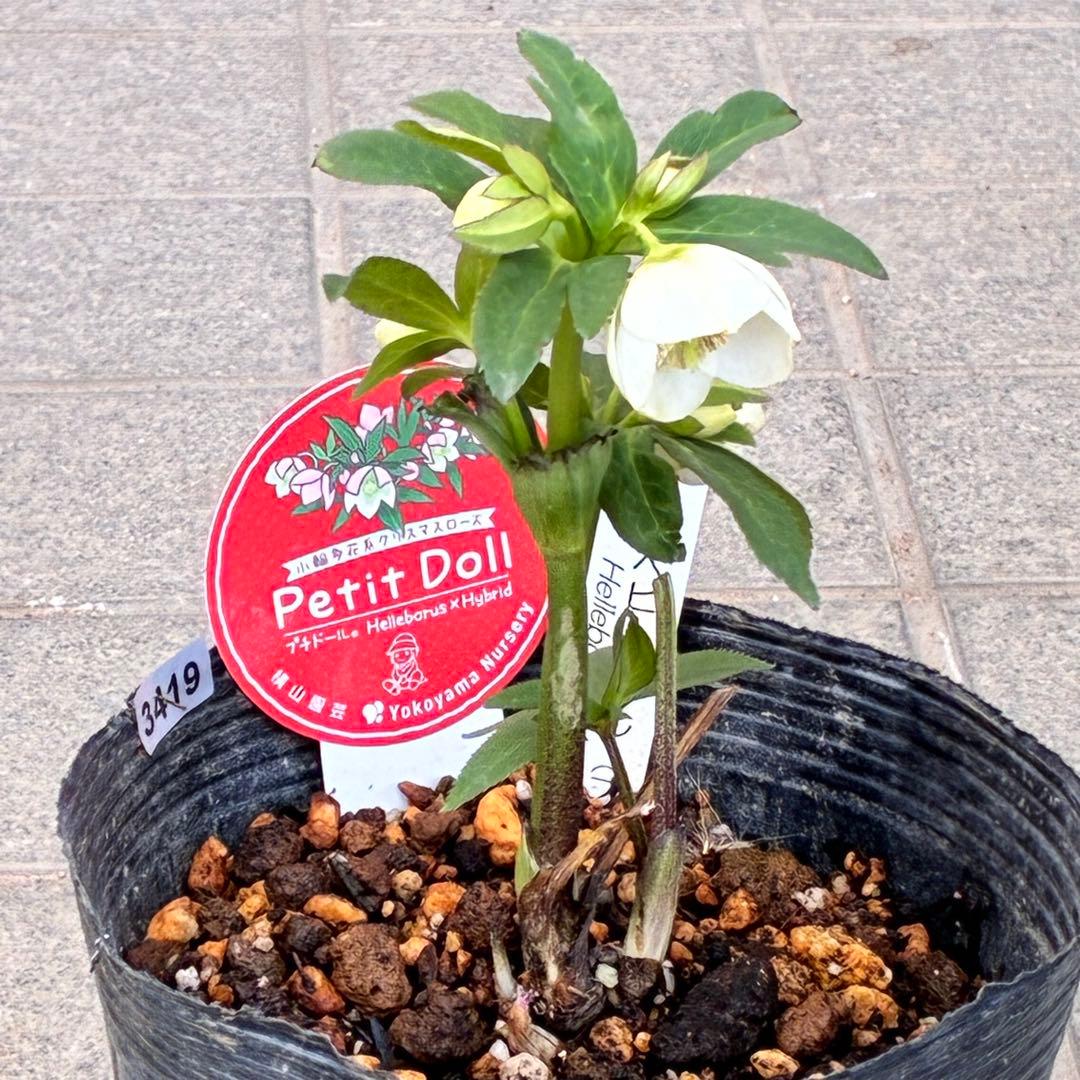 も*子様 3419 ☘️ラスト2☘️花、タグ付☘️⭐️ベビードール⭐️超小輪⭐️