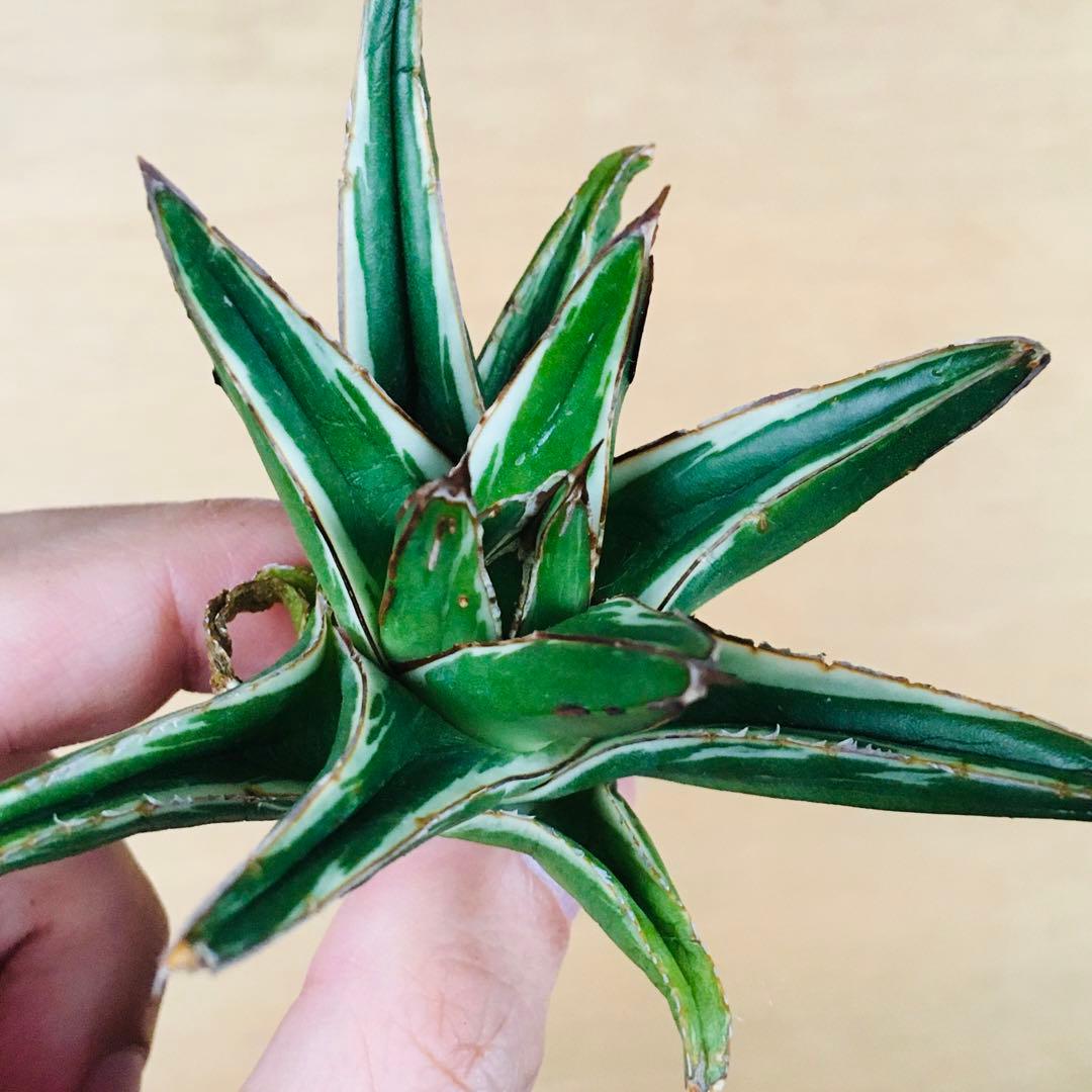 あ*ん様 【稀少】アガベ 笹の雪 錦 純白覆輪斑 短厚葉タイプ TC株