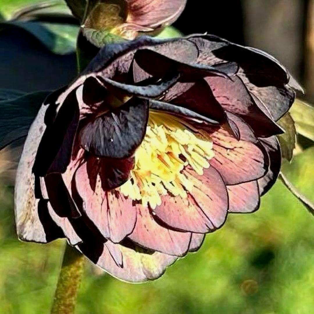 の*ん様 ☘️極上☘️蕾付き☘️タグ付き☘️3385⭐️TINKERBELL H