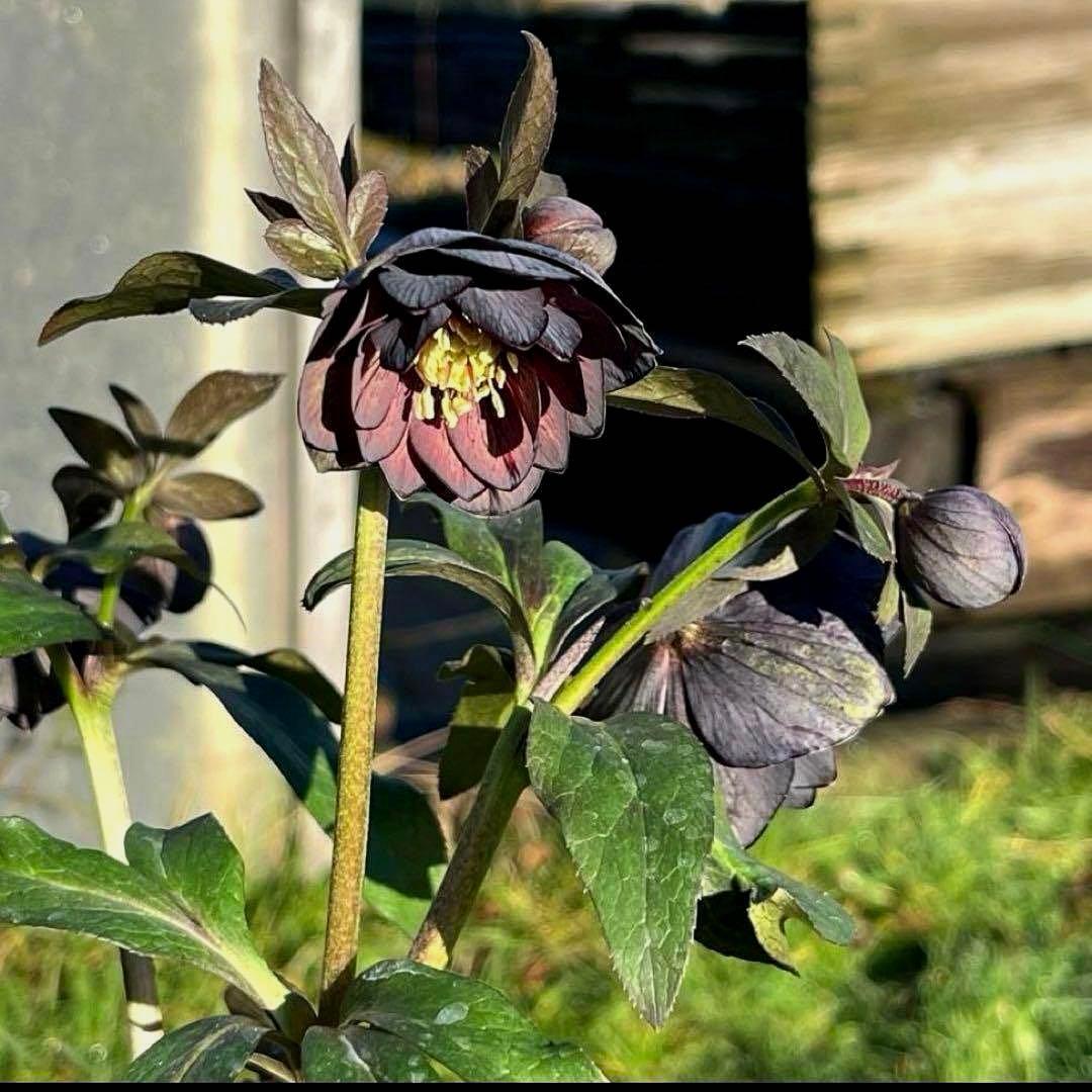 の*ん様 ☘️極上☘️蕾付き☘️タグ付き☘️3385⭐️TINKERBELL H