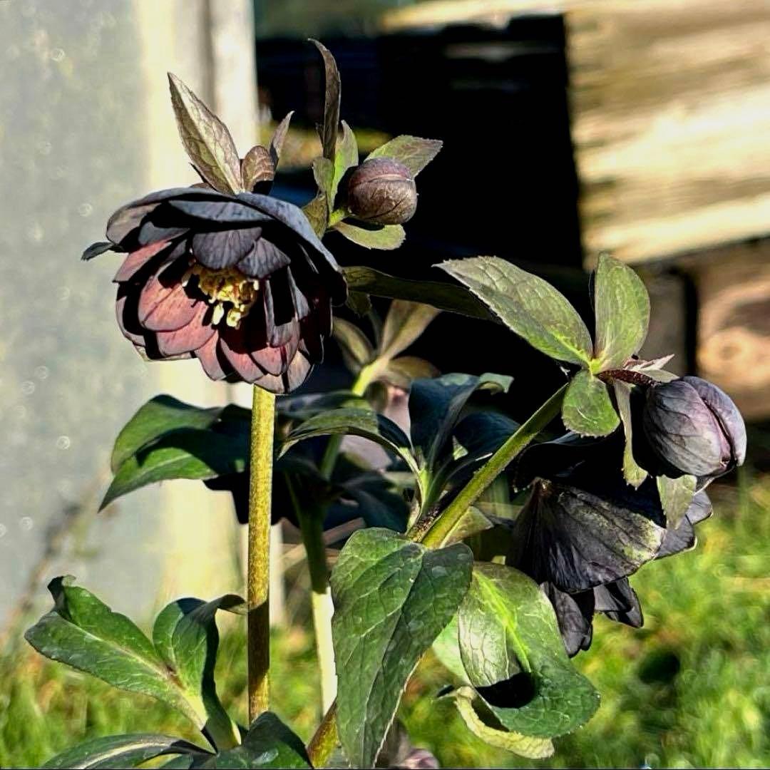 の*ん様 ☘️極上☘️蕾付き☘️タグ付き☘️3385⭐️TINKERBELL H