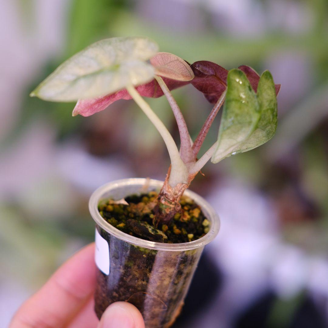 ALOCASIA HEART BALLON PINK VARIGATED②