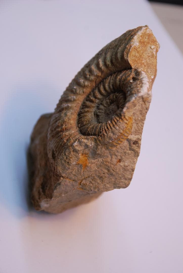 アンモナイトの化石 ベルギーで入手 a010-420(yh)