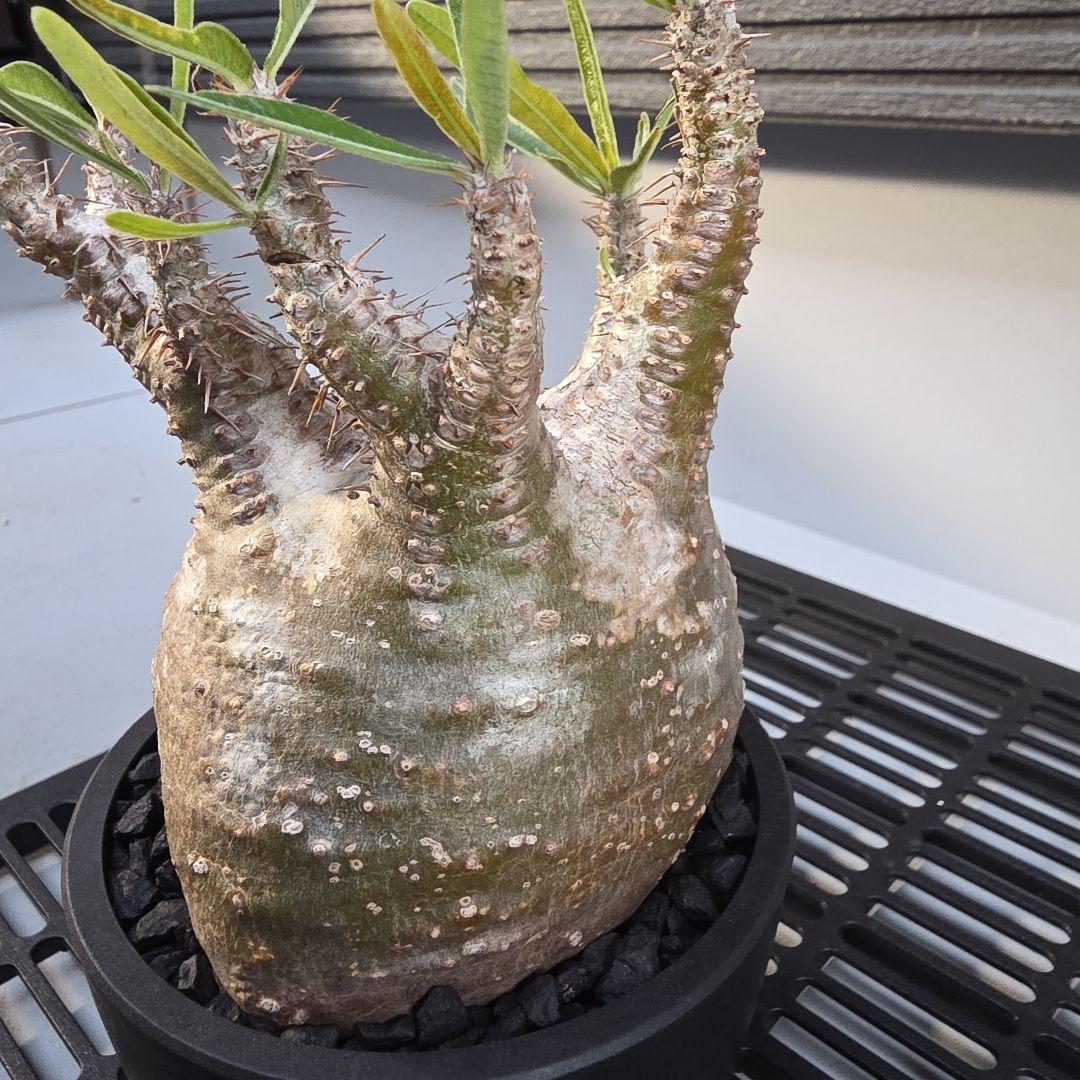 パキポディウムグラキリス コンパクトサイズ 手乗り 塊根植物