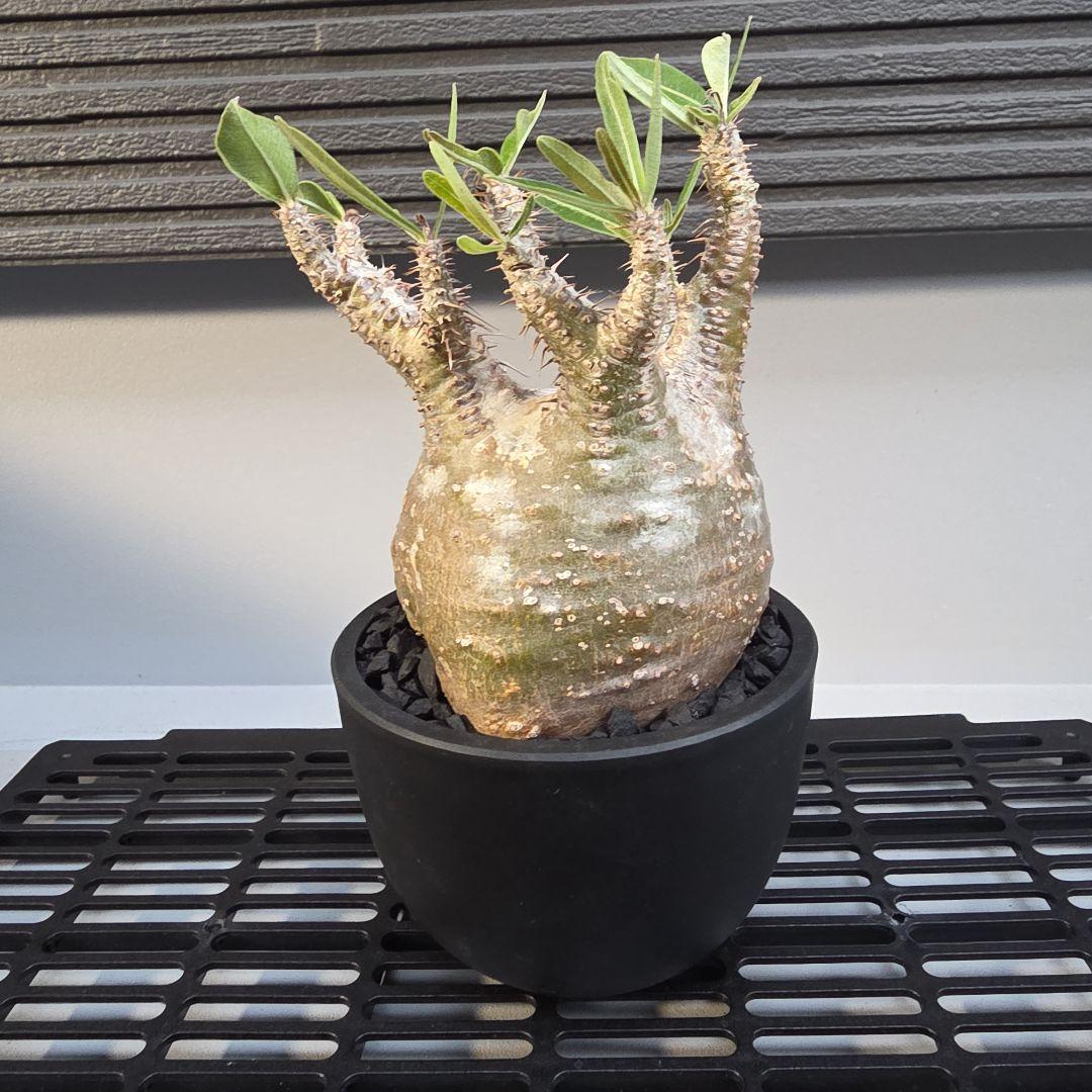 パキポディウムグラキリス コンパクトサイズ 手乗り 塊根植物