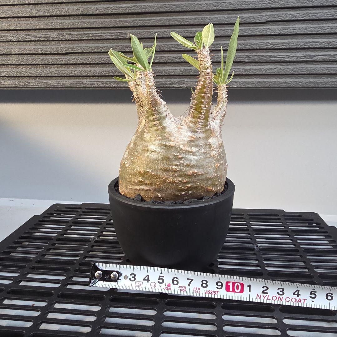 パキポディウムグラキリス コンパクトサイズ 手乗り 塊根植物