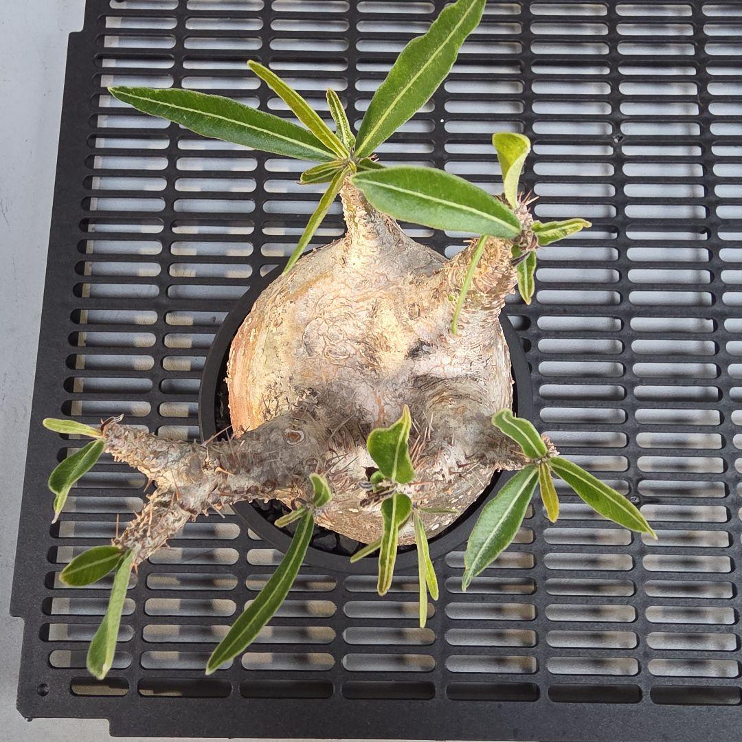 パキポディウムグラキリス コンパクトサイズ 手乗り 塊根植物