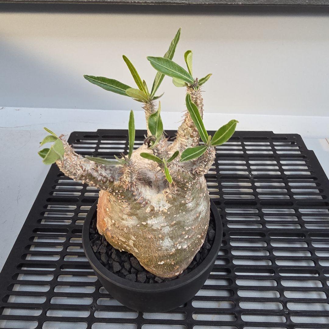 パキポディウムグラキリス コンパクトサイズ 手乗り 塊根植物