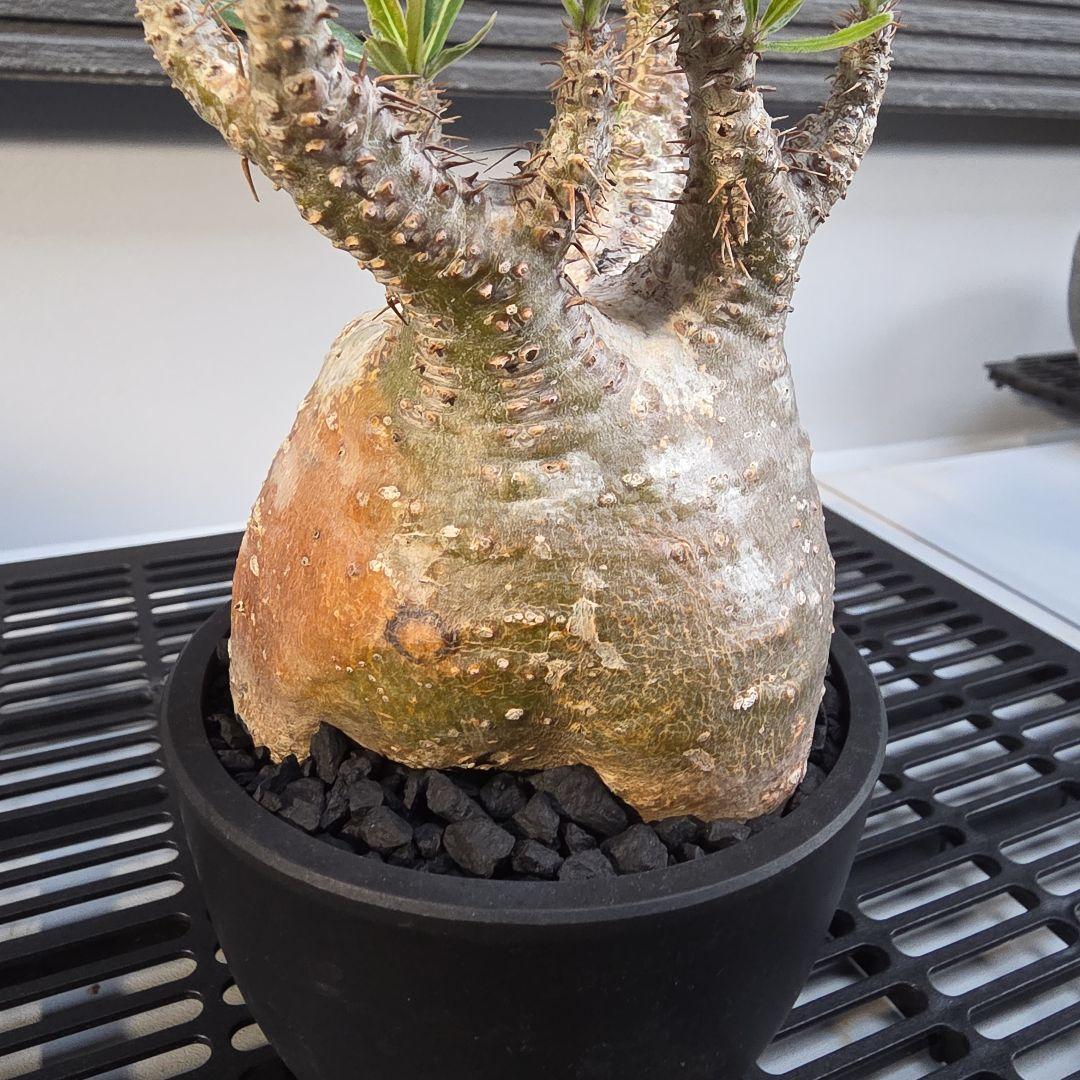 パキポディウムグラキリス コンパクトサイズ 手乗り 塊根植物