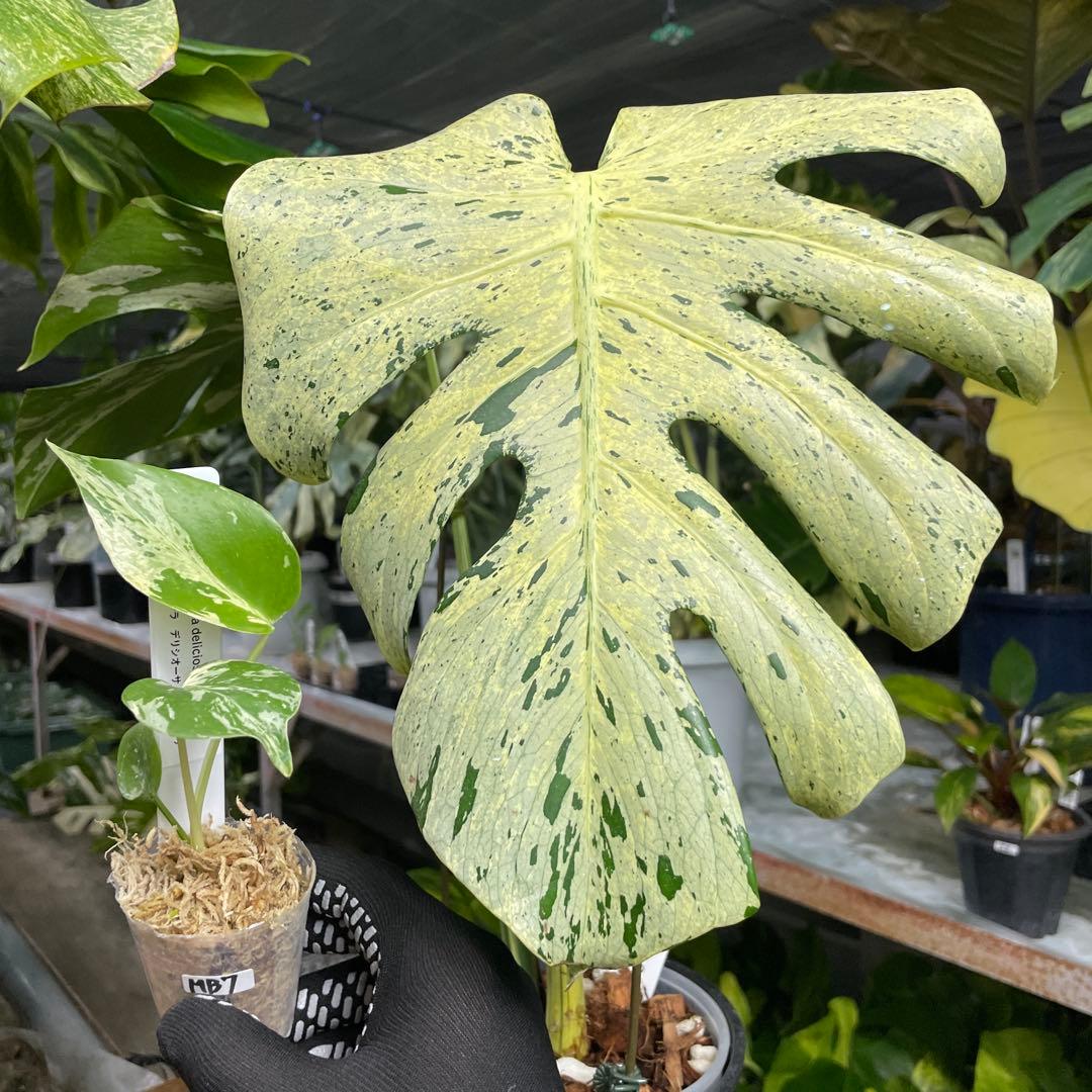 MB7モンステラ　デリシオーサ　ベトシオーサ　2寸ポリポット　ネコポス発送