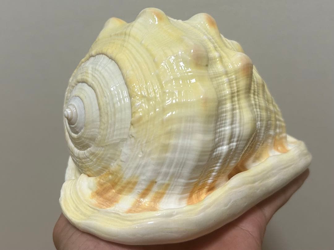 大型で色が特徴的な貝殻 マンボウガイ　貝殻　標本