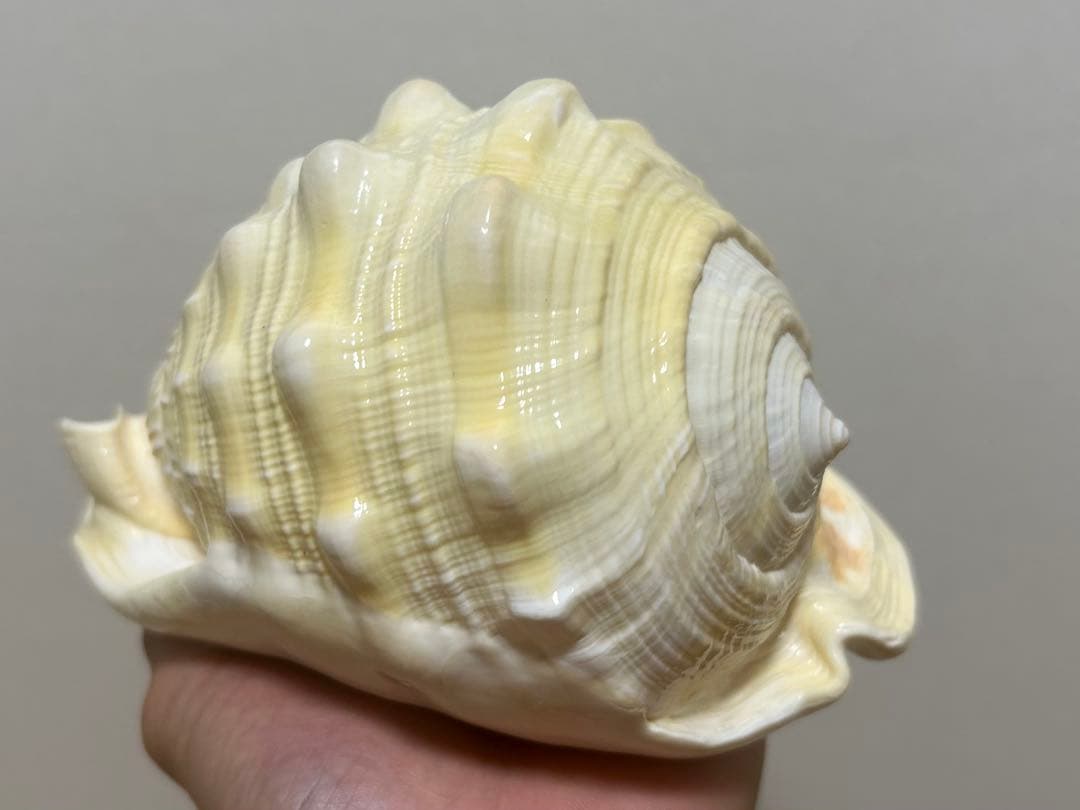 大型で色が特徴的な貝殻 マンボウガイ　貝殻　標本