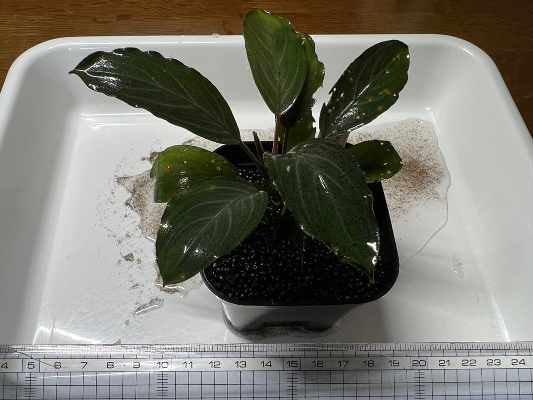 Bucephalandra sp.Pearl gray （水中葉）