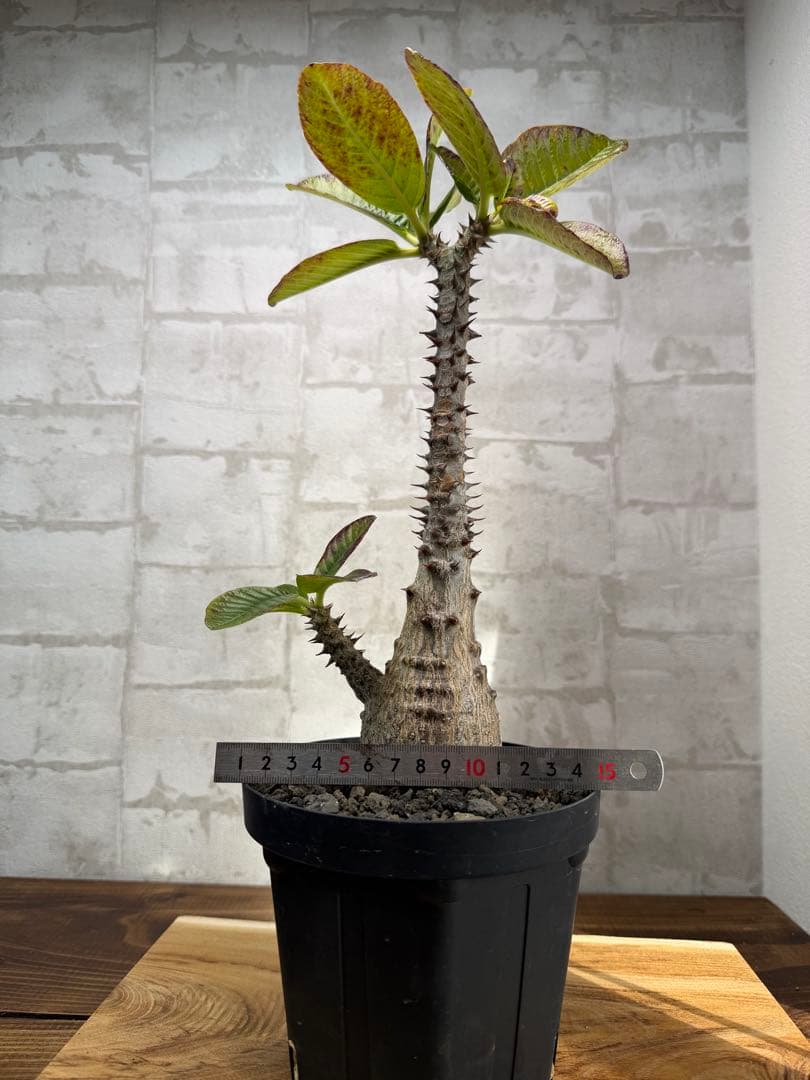 パキポディウム　ウィンゾリー　発根済み