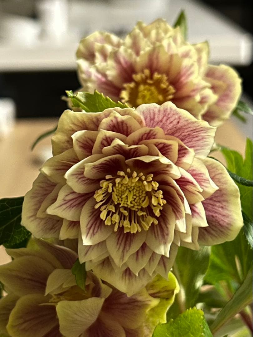 衛*様 クリスマスローズ開花株　ソレイユ　認定札付き