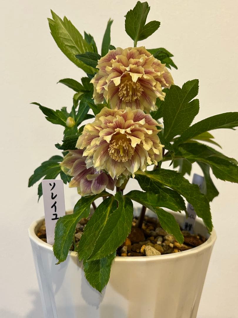 衛*様 クリスマスローズ開花株　ソレイユ　認定札付き