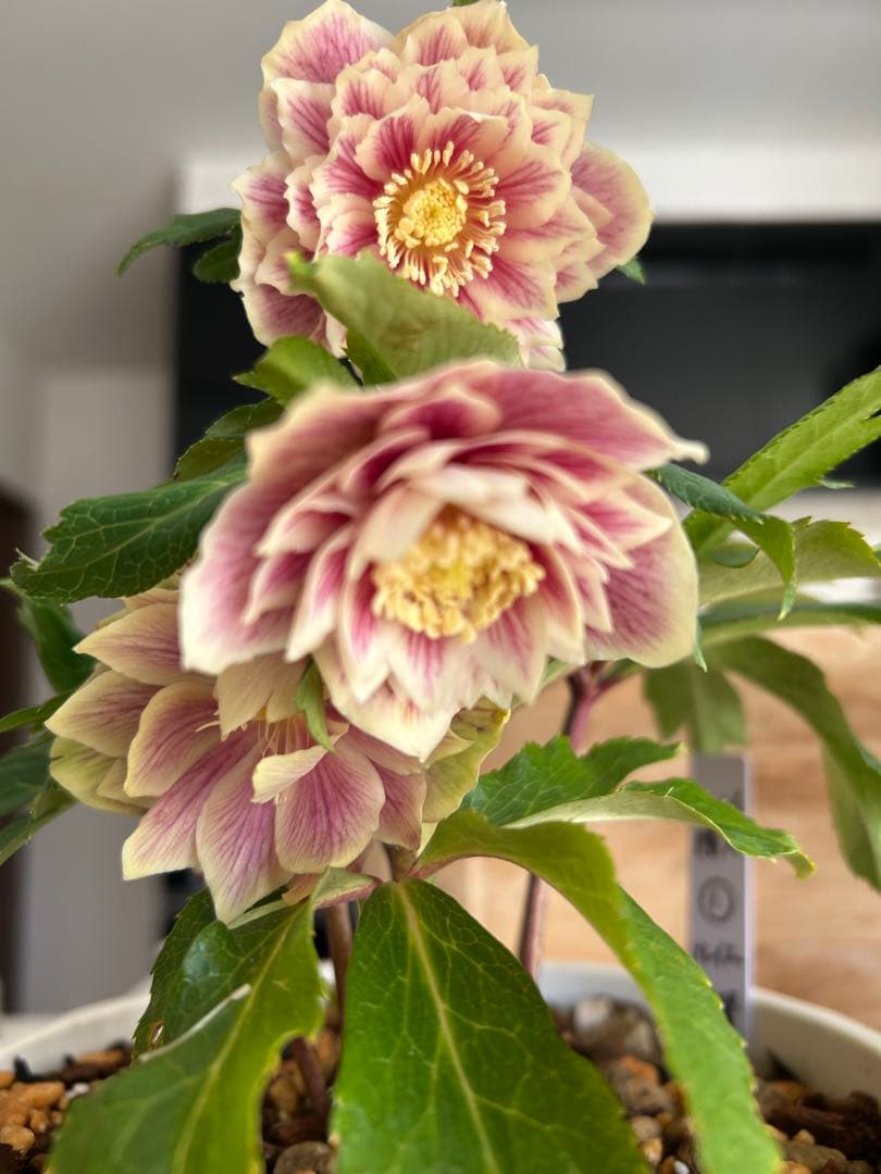 衛*様 クリスマスローズ開花株　ソレイユ　認定札付き