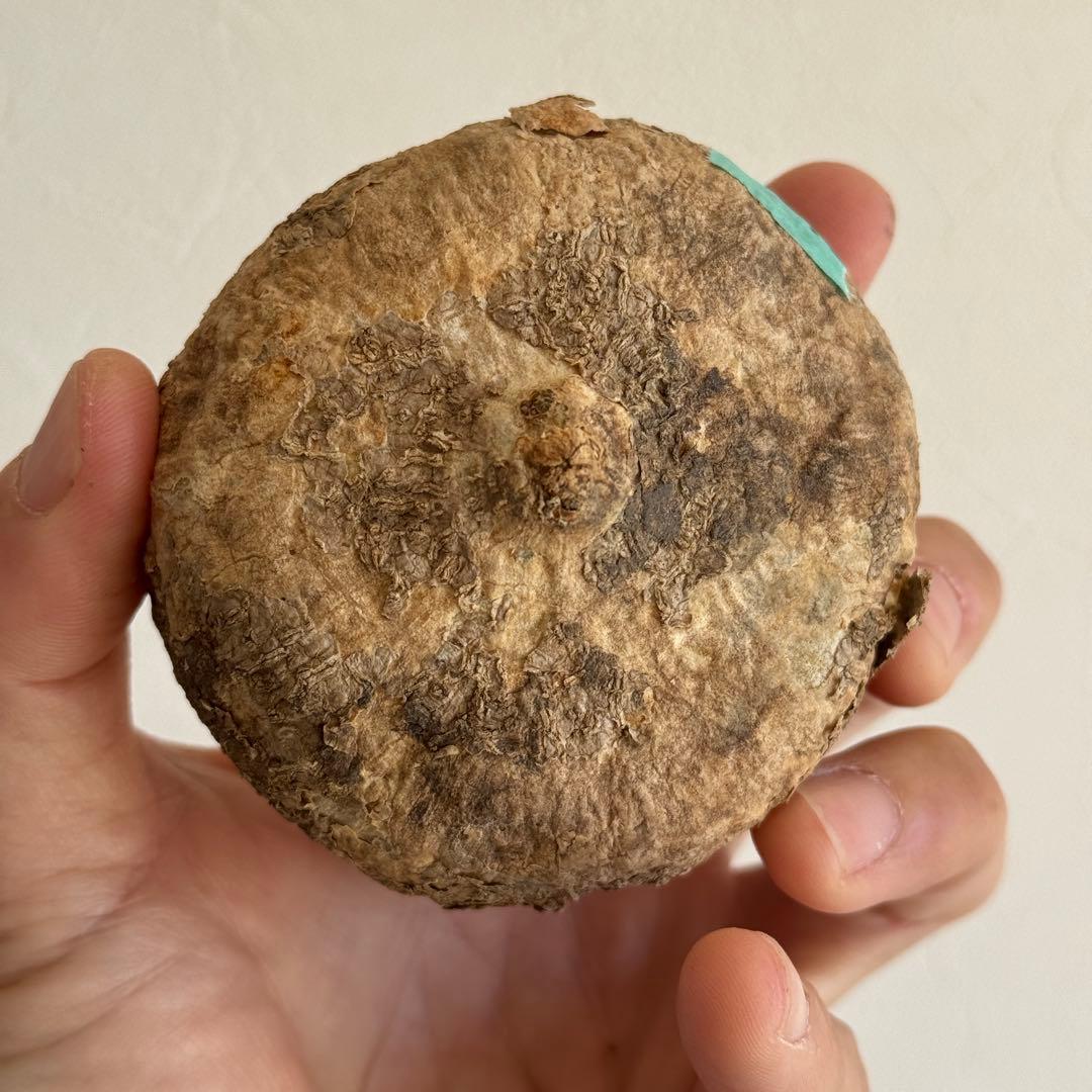 4.アデニア・オバタ 輸入直後新芽ありベアルート株　Adenia Ovata