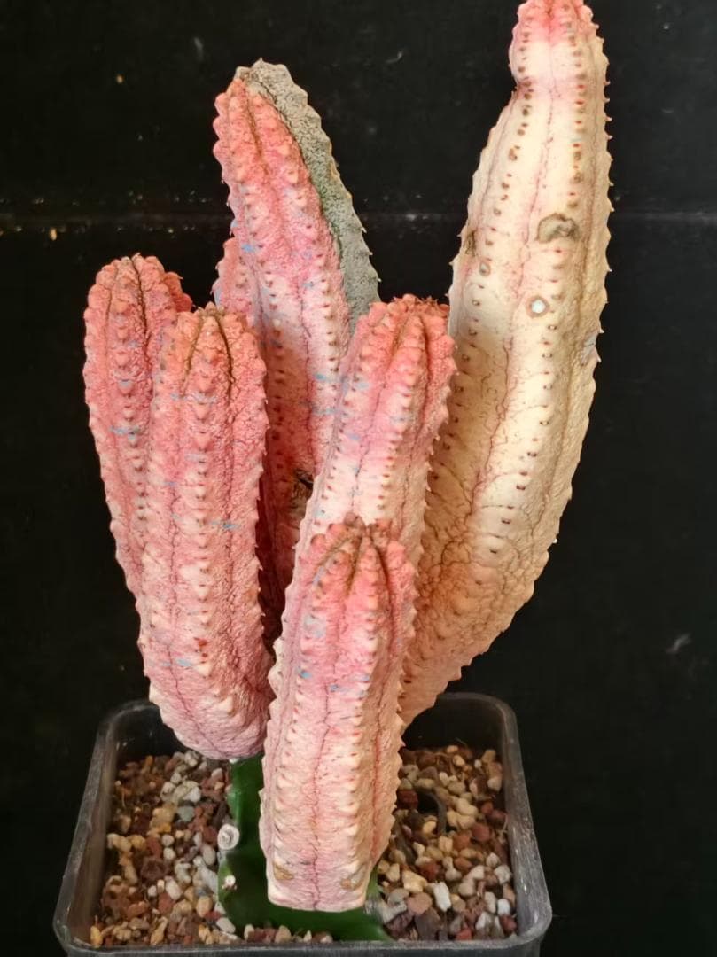 空*豆様 ユーフォルビア アブデルクリ 'Damask' 多肉植物 サボテン 塊