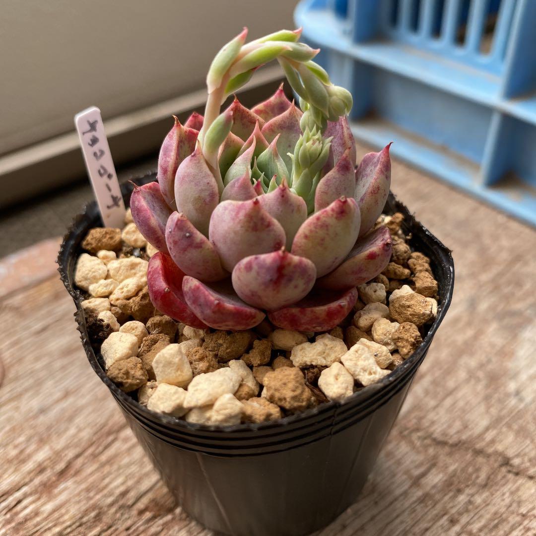 GWセール　多肉植物　チョコゴーサ　韓国苗