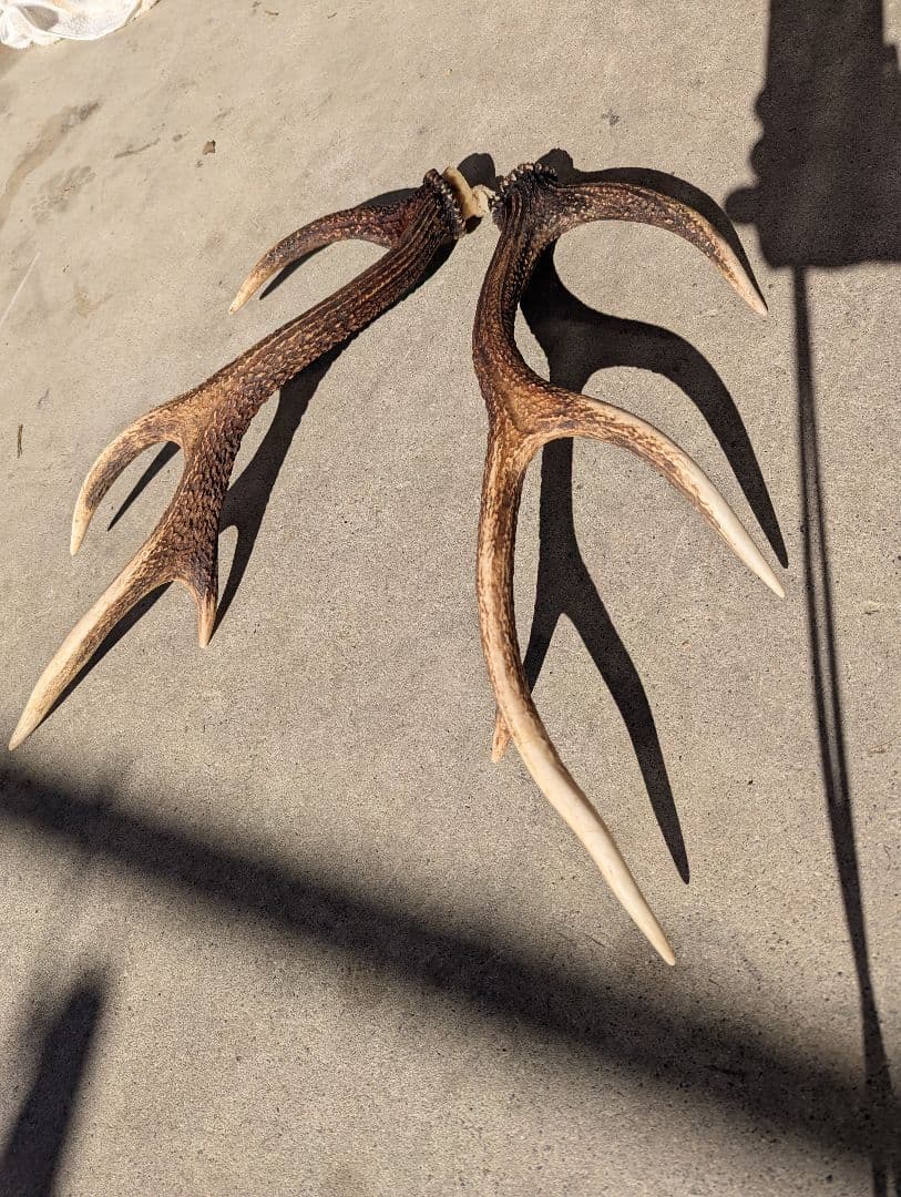 鹿の角．いいね！感謝セール〜(*^^*)