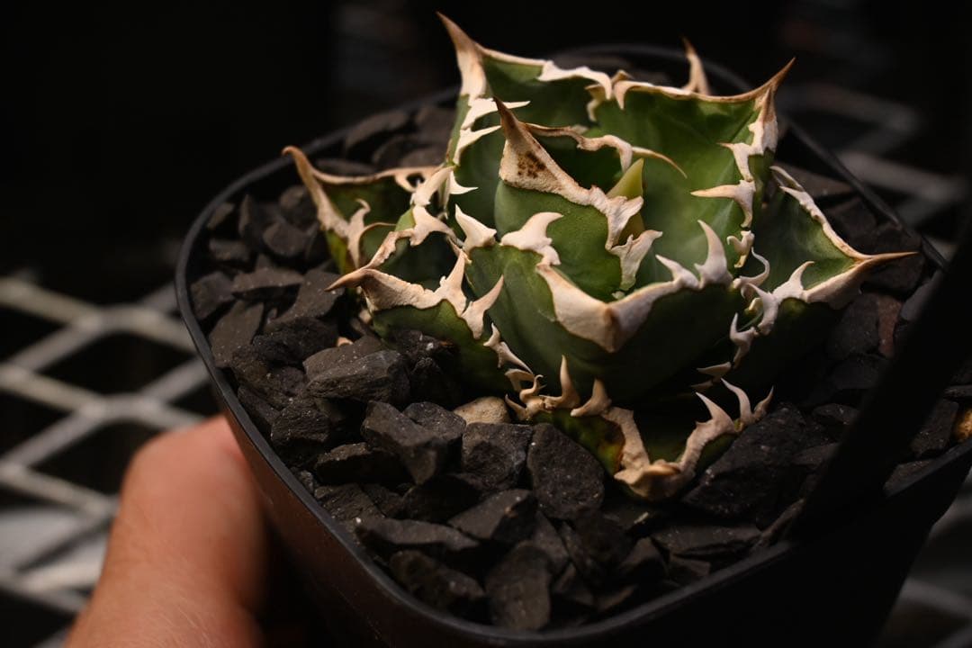 【現物出品】アガベ　チタノタ　エクストラホワイトソーン