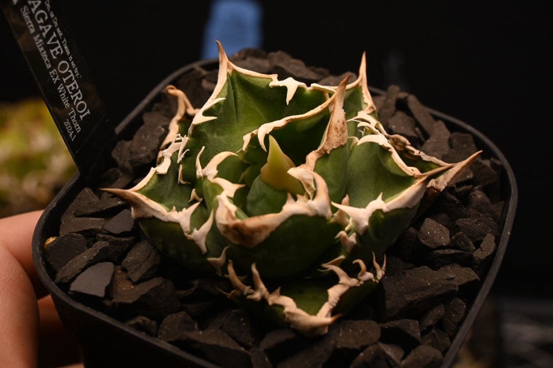 【現物出品】アガベ　チタノタ　エクストラホワイトソーン