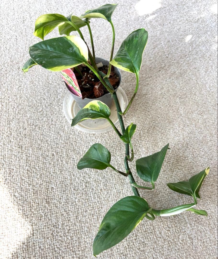 ポトス AWドリーム　激レア　希少　新品種　‼️新年期間限定特価‼️