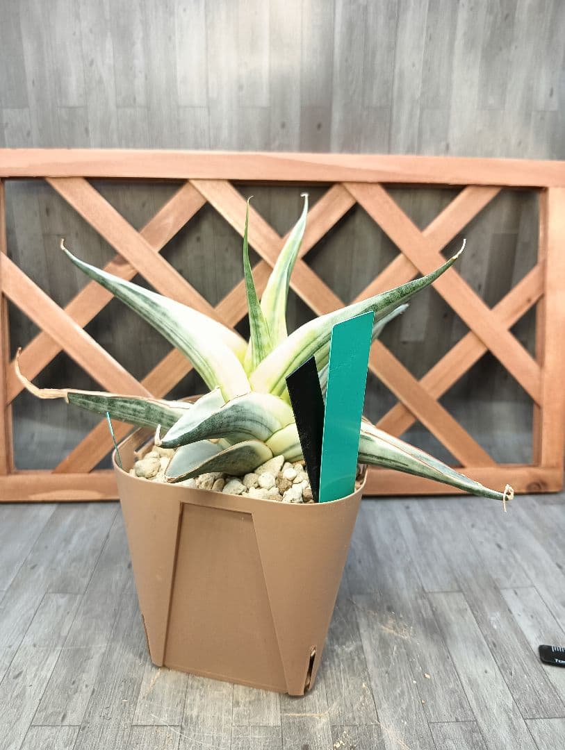 ☆S-5 超稀少 サンスベリア スノーホワイト 斑入り メルカリ発送