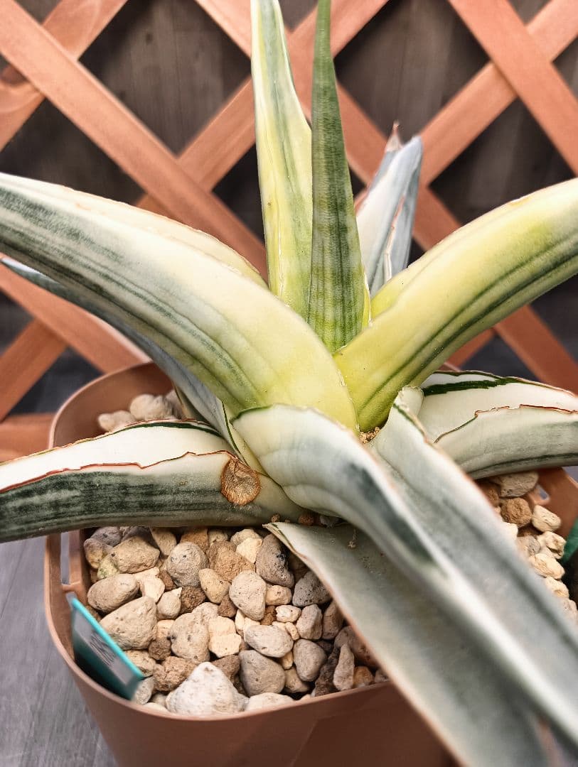 ☆S-5 超稀少 サンスベリア スノーホワイト 斑入り メルカリ発送