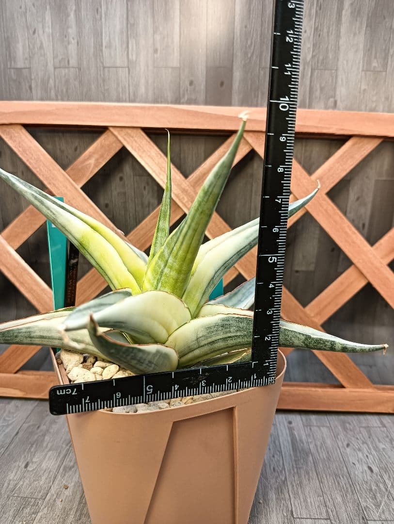 ☆S-5 超稀少 サンスベリア スノーホワイト 斑入り メルカリ発送