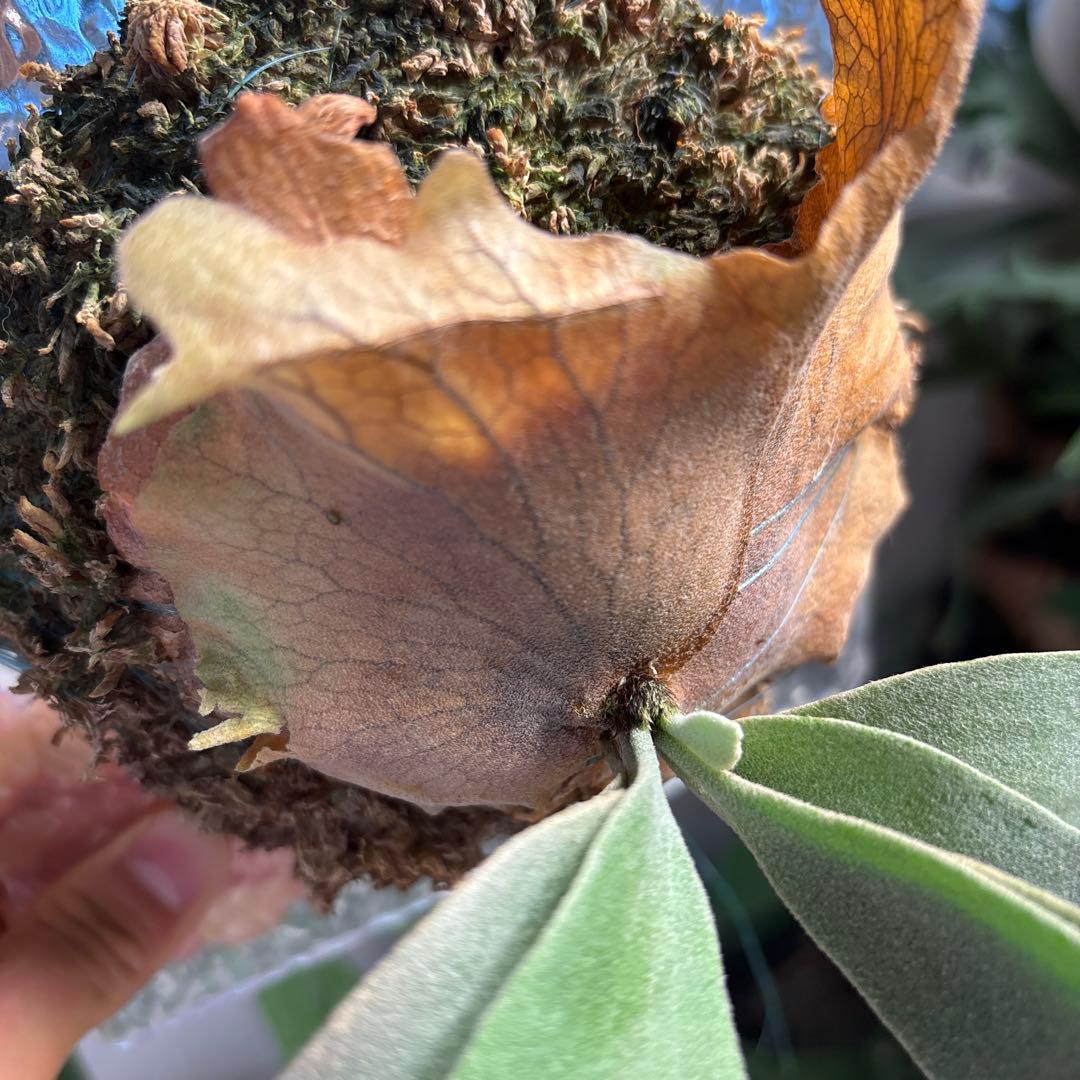 レアdwarf nook#03 × little crown mix spore