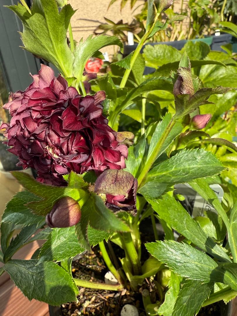 【未株分】広瀬園芸 クリスマスローズ クレオパトラ