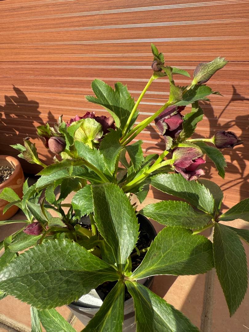 【未株分】広瀬園芸 クリスマスローズ クレオパトラ