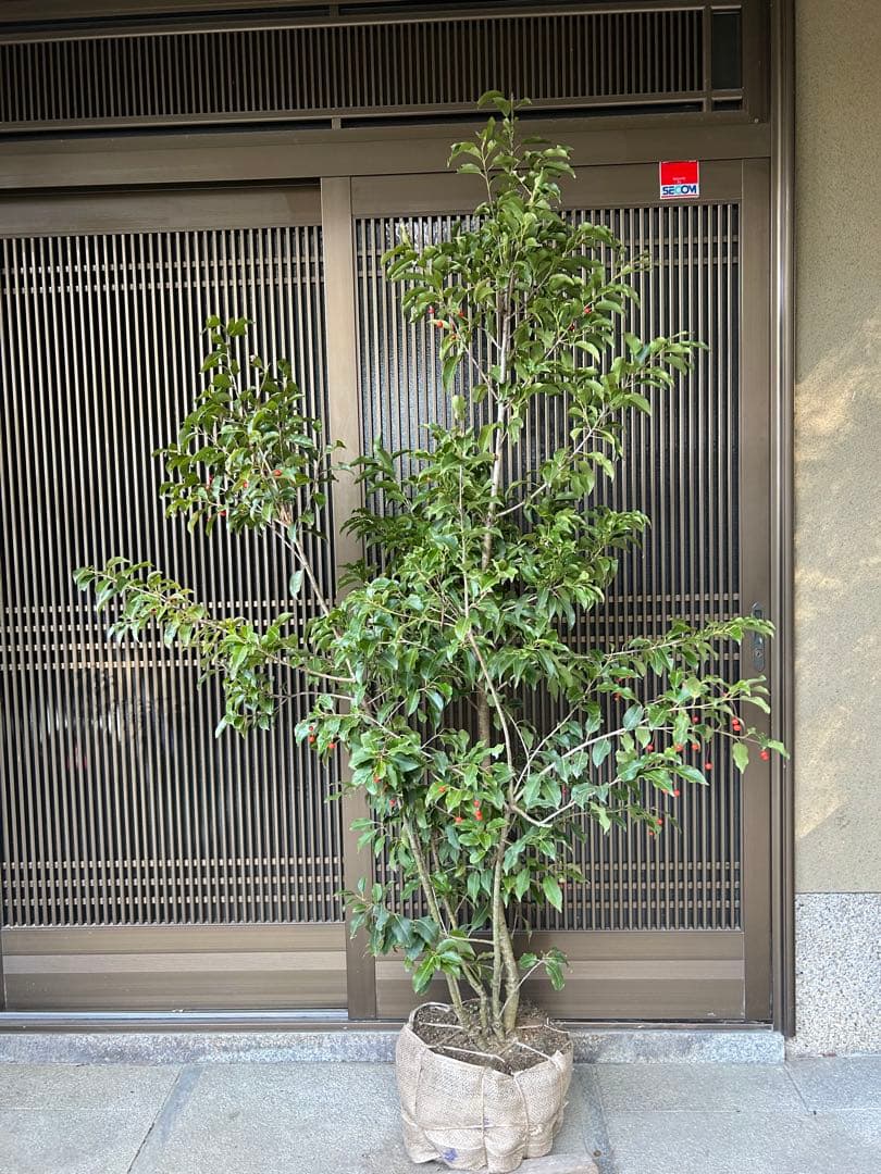 人気の常緑樹　ソヨゴ　雌株　高さ約1.9m 鉢底 ボリューム株　ダイナミック樹形