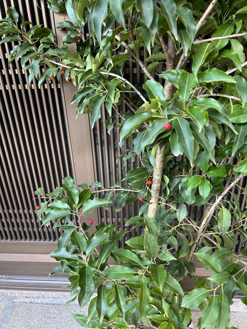 人気の常緑樹　ソヨゴ　雌株　高さ約1.9m 鉢底 ボリューム株　ダイナミック樹形