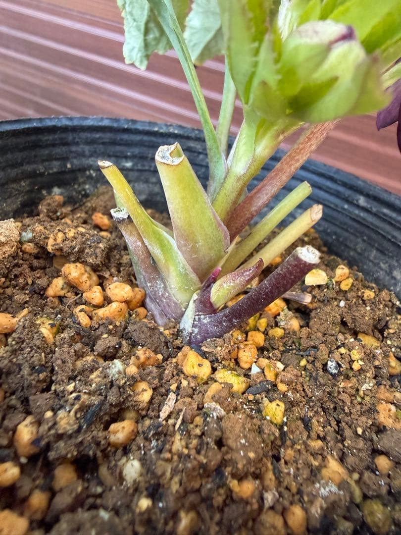 【未株分】大木ナーセリー クリスマスローズ ムルチ系オーレア交配