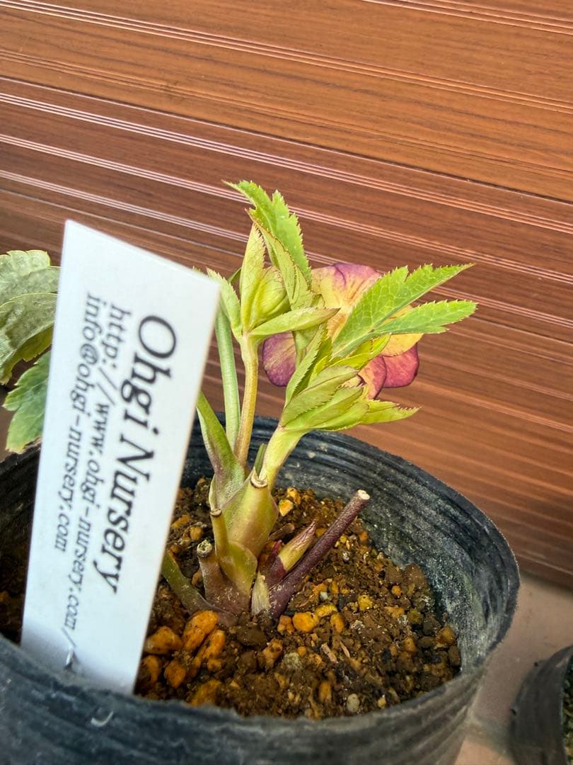 【未株分】大木ナーセリー クリスマスローズ ムルチ系オーレア交配