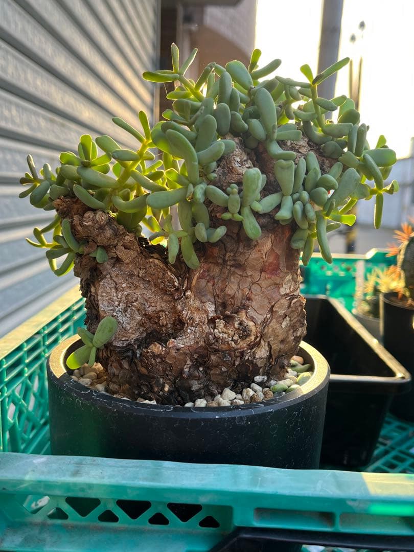 H ケラリアピグマエア 現地球 発根済み 鬼太激重塊根